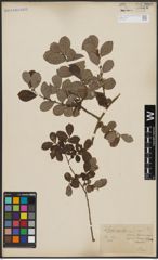 Foto von Salix aurita L.